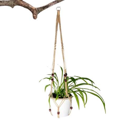 A photo of the Indoor Plant Hanger - 1 Unit from Pelle and Sol, showing its details and quality.