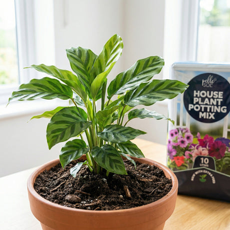 10L Indoor Potting Mix - Pelle & Sol