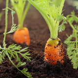 Ericaceous